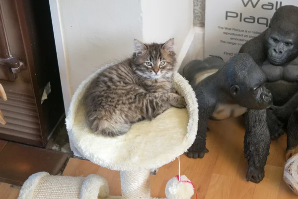 sevimli genç kedi 