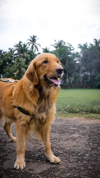 Golden Retriever Hund Glücklich Lächelnd Bei Einem Spaziergang Draußen — Stockfoto
