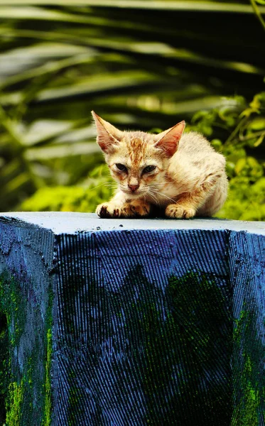 Söt Gyllene Färg Hår Kattunge Avkopplande Toppen Blå Vägg Dagtid — Stockfoto