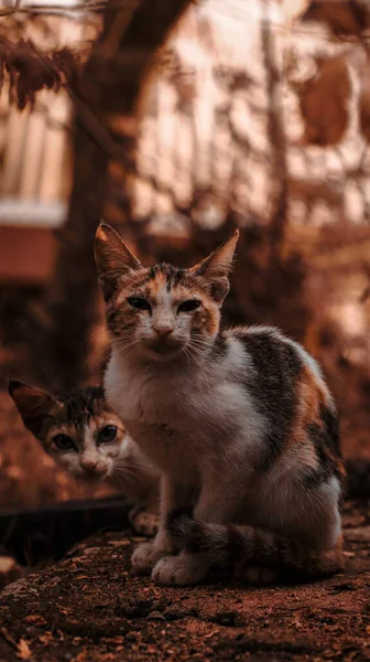 Dvě Krásné Smíšené Barevné Kočky Zírající Kamery Dvorku Zahrady — Stock fotografie