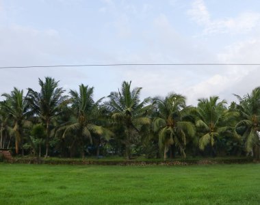 Hindistan cevizi ağaçları bir köyde yeşil bir tarlanın arkasında dikiliyordu.