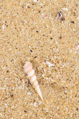 Deniz kabuğu koni şeklinde, kumsalın yakınındaki temiz kumda bulunur.