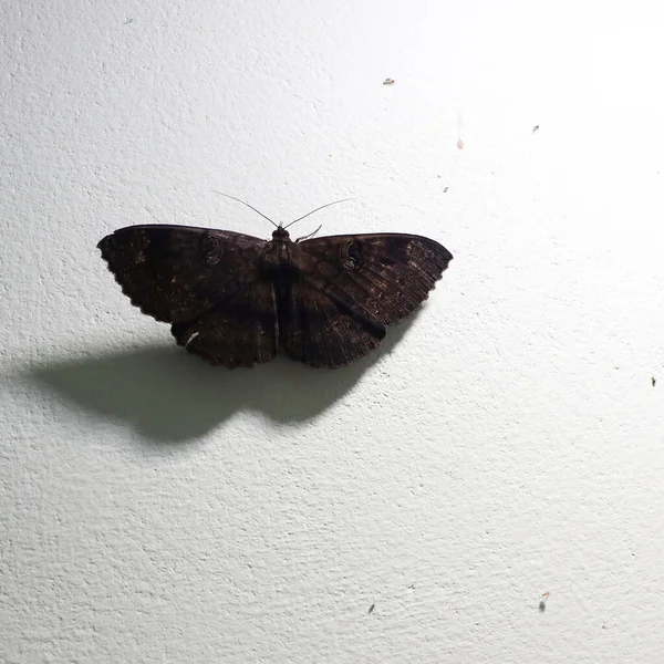 Ein Brauner Schmetterling Einer Wand Der Von Einer Hellen Lichtquelle — Stockfoto