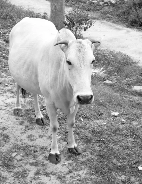 Foto Blanco Negro Una Vaca Embarazada Vista Las Calles Pueblo — Foto de Stock