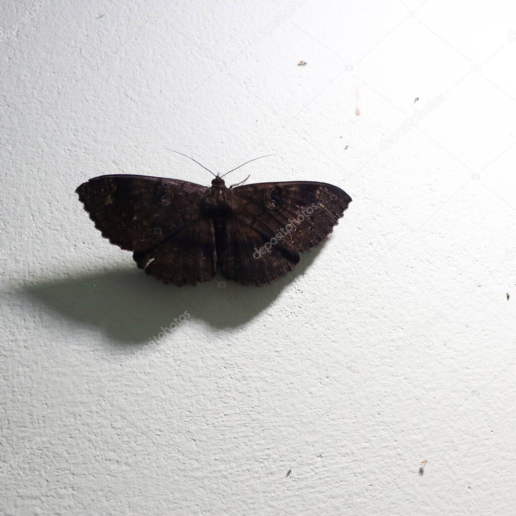 a brown butterfly on a wall which was attracted by a bright light source and its elongated shadow seen on the wall
