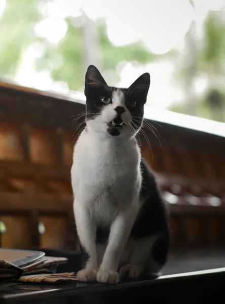 Adorable Black White Pet Pussy Cat Green Eyes Sitting Looking — Stockfoto