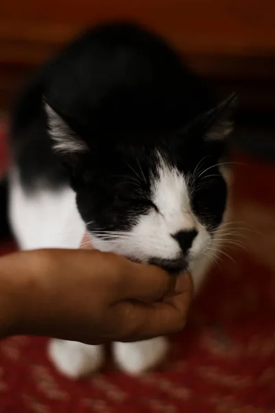 Portrait Adorable Black White Pet Pussy Cat Enjoying Being Rubbed — Fotografia de Stock