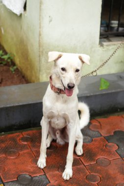 Dışardaki beyaz kızılderili köpek melezinin tam boy fotoğrafı. Kafesine zincirlenmiş bir dille dışarıda oturuyor.