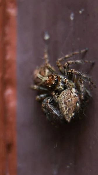 Коричневий Вид Канібалістичного Павука Який Їсть Стрибаючого Павука Здобиччю Роті — стокове фото