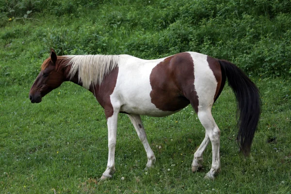 Pintura caballo —  Fotos de Stock