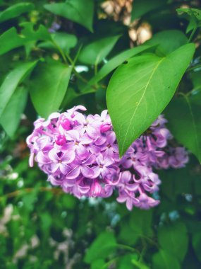     İlkbaharda kiraz çiçekleri güzel beyaz çiçekler leylaklar ilkbaharda yeşillikte güzel çiçeklerdir