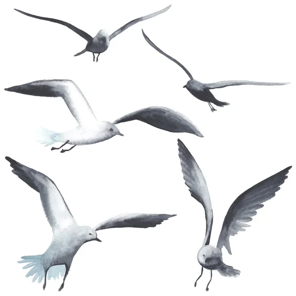 Gaviota acuarela — Vector de stock