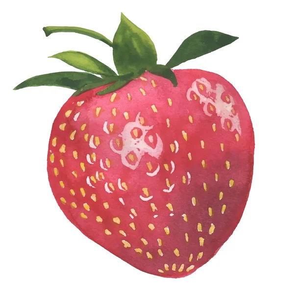 Hand drawn illustration of Strawberry Stock Vector