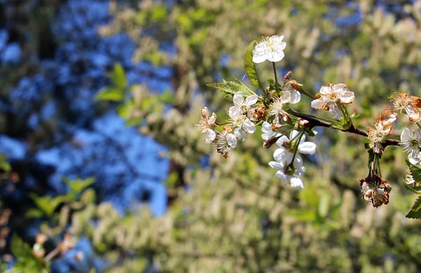 Весеннее дерево с белым цветением — стоковое фото