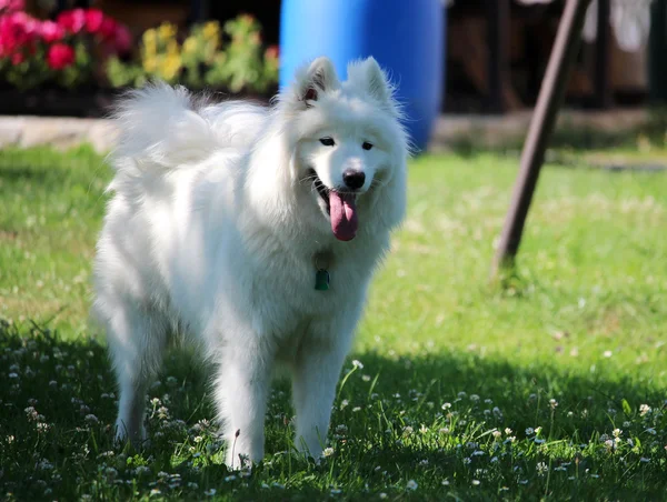 Samojeda biały pies kobieta w ogrodzie — Zdjęcie stockowe