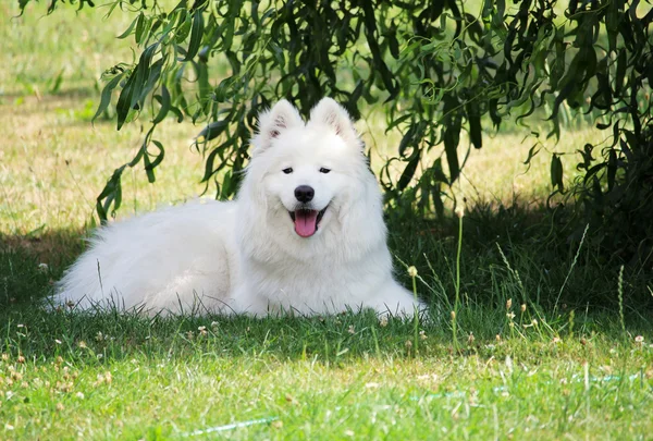 Smile of adorable white samoyed puppy dog Stock Picture