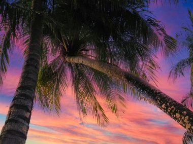 Aşağıdan gün batımına karşı palmiye ağaçları, kopyalama alanı, seyahat fotoğrafı arkaplanı