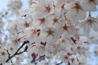 Mavi gökyüzüne karşı çiçek açan beyaz sakura, makro fotoğraf, seçici odak