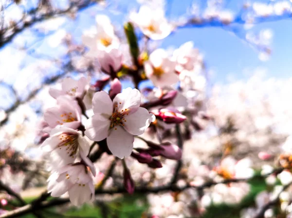 Foco Seletivo Flores Cereja Contra Céu Azul Foto Macro — Fotografia de Stock