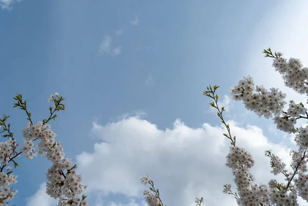 Ramos Flores Cereja Branca Floridas Contra Céu Azul Nuvens Espaço — Fotografia de Stock