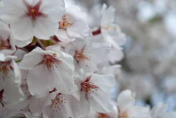 Macro Photo Cherry Blossoms Blurred Background Close Boke — Stock Photo, Image
