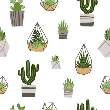 Kaktüs ve çiçek saksısı ve floraryumda sulu desenler. Ev bitkileri. Çiçekçilik, kaktüs, ev bitkisi koleksiyonu. Tencerede yeşil filizler yetişiyor. Floraryum, cam vazo..