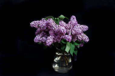 A beautiful lilac bouquet in a vase on a black background.