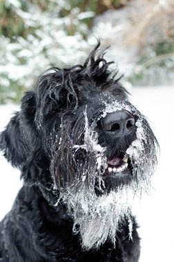 Komik siyah dev schnauzer köpeği kış mevsiminde dışarıda oturuyor, kar ve buzla kaplı..