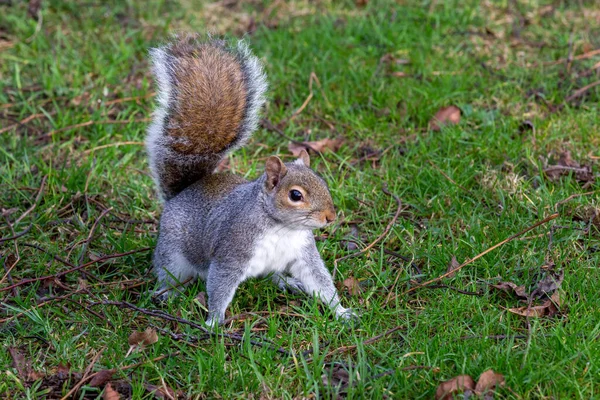 Grey squirrel foraging in the autumn leaves Stock Picture