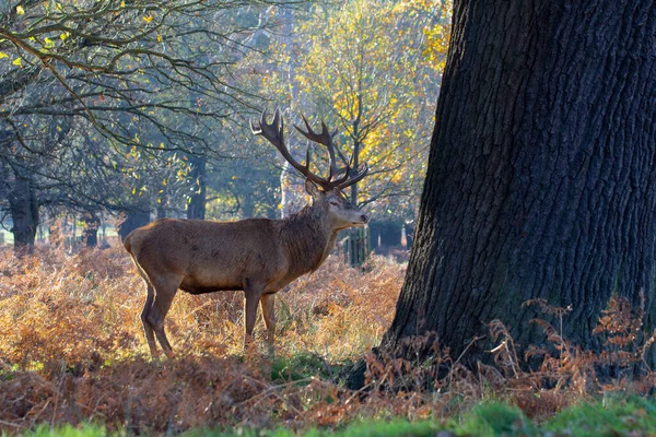 Male Red Deer in Richmond Park — Stock Photo, Image