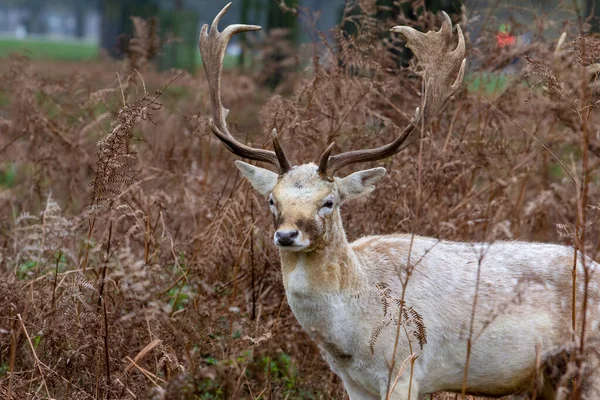 Young Fallow buck deer — Foto de Stock