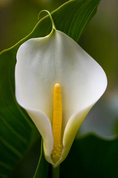 Une fleur de lis élégante unique — Photo