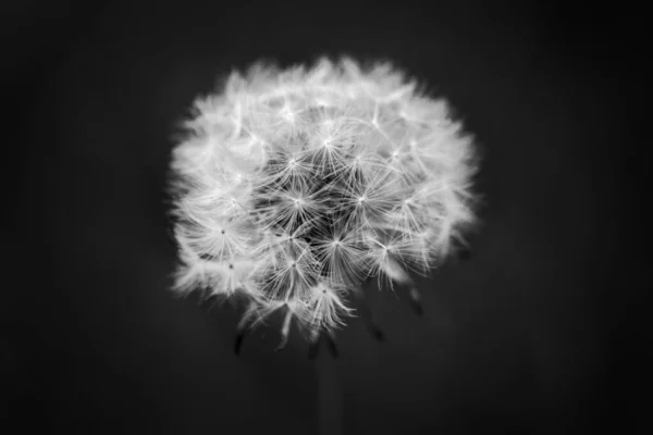 Close up van een paardebloem kop in zwart-wit — Stockfoto