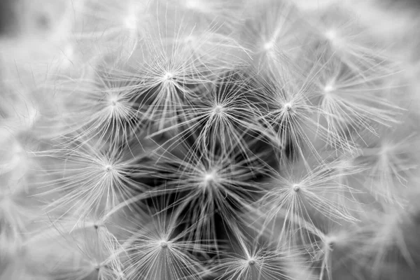 Primer plano de una cabeza de diente de león en blanco y negro — Foto de Stock