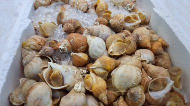 İngiliz balıkçıların taze yavruları.