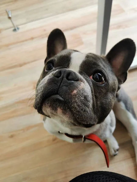 Cães Mais Bonitos Ternos Obedientes Mas Muito Desconfiados Protetores Mãe — Fotografia de Stock