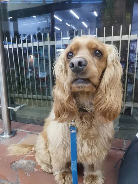 Les Chiens Les Beaux Tendres Obéissants Mais Très Méfiants Protecteurs — Photo