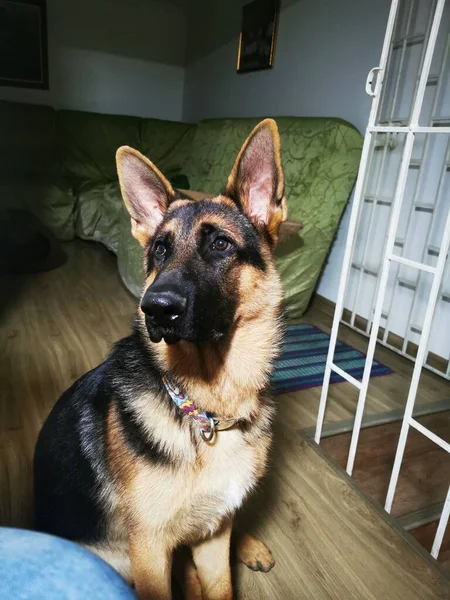 Cães Mais Bonitos Ternos Obedientes Mas Muito Desconfiados Protetores Mãe — Fotografia de Stock