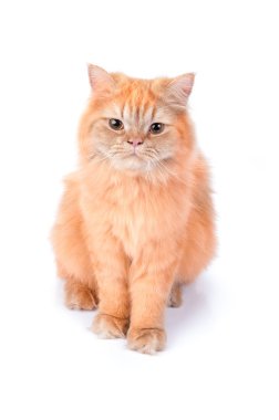 beyaz zemin üzerine Fars kedisi.