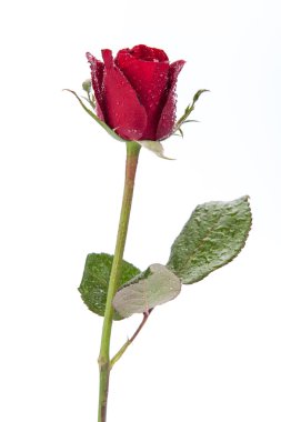 kırmızı gül beyaz arkaplanda izole.