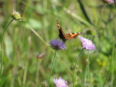 Çiçek üzerindeki kelebek (urtikia) (ürtikia)