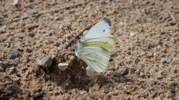 Butterfly Sits Sand Pieris Brassicae — Fotografia de Stock