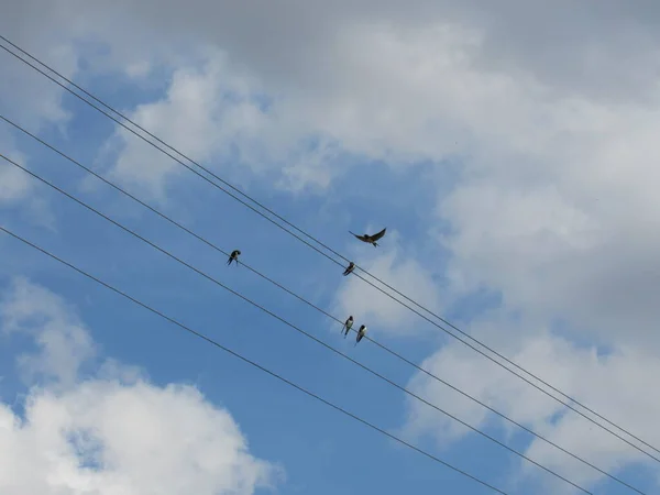 Vogels Slikken Elektrische Draden — Stockfoto