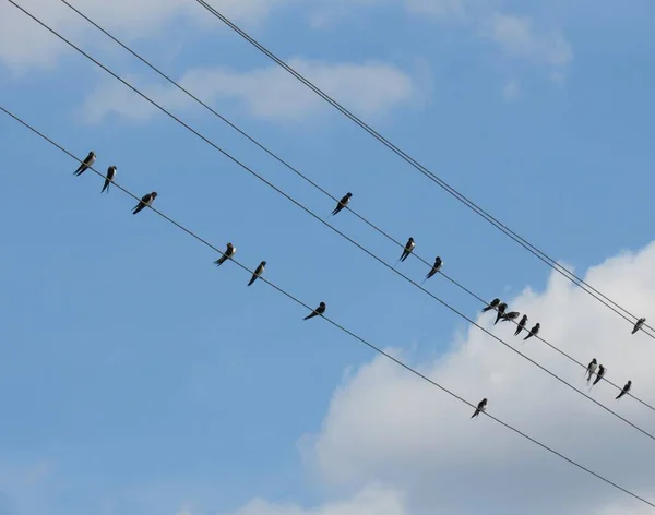 Vögel Schlucken Stromkabel — Stockfoto