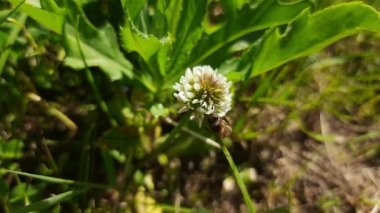 Bir arı yonca üzerinde nektar toplar.