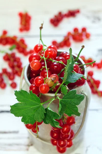 Red currants in Cans — Stock Photo, Image