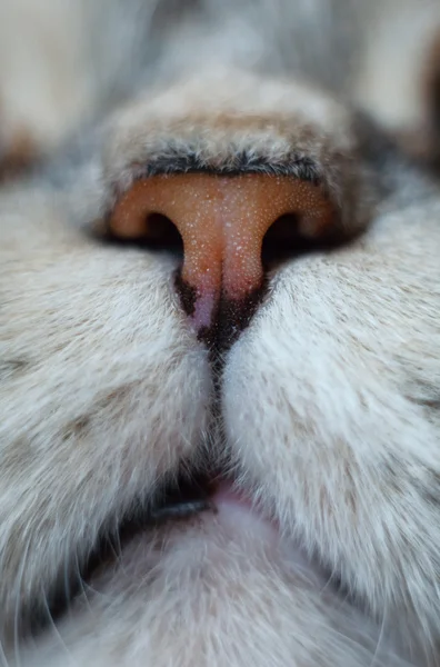 Nos kočka, kočka — Stock fotografie