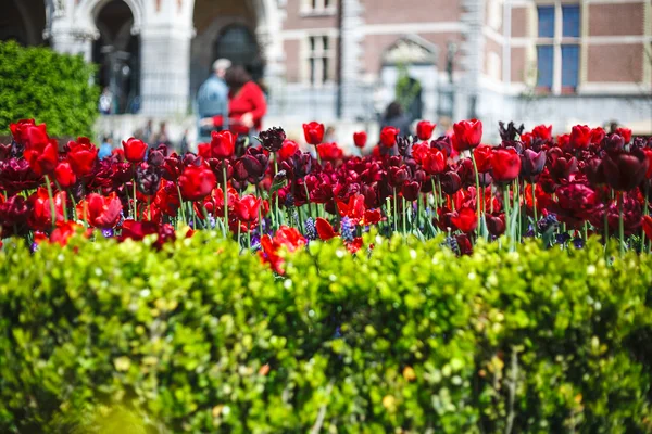 Amsterdam walk. tulips