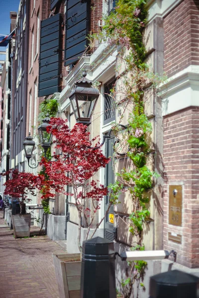 Амстердам ходить. Цветочный рынок — стоковое фото