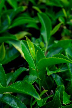 Çay tomurcuğu. Harika Rus çayı yapmak için kullanılacak. Soçi.